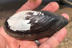 Small image of The damaged former shell of an eastern pondmussel rests in the palm of a hand, its dark coloring chipped away to reveal a white underlayer.