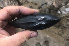 Small image of A thumb and three fingers hold the dark shell of an eastern pondmussel.