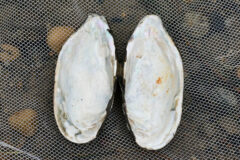 Small image of The former shell of an eastern pondmussel rests in a white net, open to reveal a white interior.