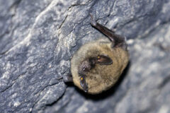 Small image of Eastern small-footed bat clings to a rock wall.