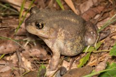 Small image of Eastern spadefoot camouflages in brown soil and leaves.