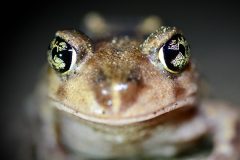 Small image of Close up of the eastern spadefoot shows its elliptical shaped pupils.