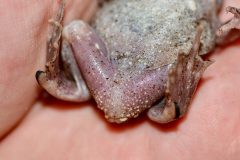 Small image of The underneath of the eastern spadefoot displays its light gray and reddish coloring along with its short legs.