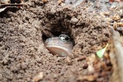 Small image of Eastern spadefoot buried in soil to avoid predators.