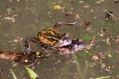 Small image of Two eastern spadefoot frogs mate in a vernal pool.