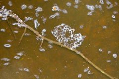 Small image of Eastern spadefoot eggs float in vernal pool water.