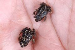 Small image of Small eastern spadefoot frogs rest in human hand.