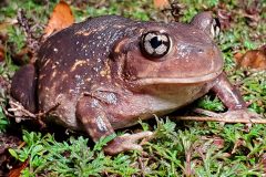 Small image of Eastern spadefoot is perched in grass.