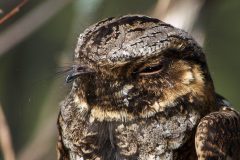 Small image of Close up of whip-poor-will shows face feathers blending from black to gray to light beige.