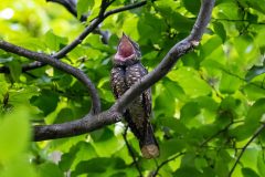 Small image of Whip-poor-will perched on a branch with its mouth wide open.