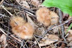 Small image of Two small light beige chicks on the forest floor.