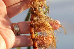 Small image of A hand holds up a thick eelgrass rhizome covered in cream-colored roots.