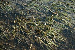 Small image of A dense mat of eelgrass floats on the water's surface.