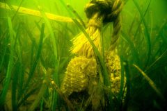 Small image of A lined seahorse rests in a bed of eelgrass, whose long, ribbon-like leaves form a dense aquatic habitat.