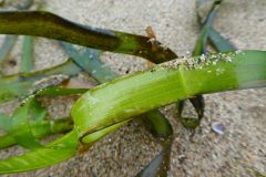 Small image of A closeup of a long, ribbon-like eelgrass leaf speckled with sand.