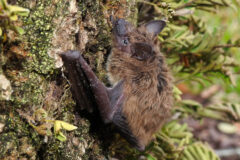 Small image of An evening bat clings to the trunk of a tree.