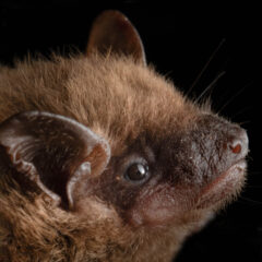 Small image of A close-up view of an evening bat's face shows small, leathery ears and dark brown fur.