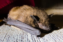 Small image of An evening bat clings to the trunk of a tree.
