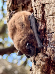 Small image of An evening bat clings to the trunk of a tree.