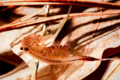 Small image of A close-up view of fairy shrimp floating above dead leaves in a shallow pool of water.
