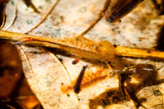 Small image of A close-up view of fairy shrimp and mosquito larvae floating above dead leaves in a shallow pool of water.