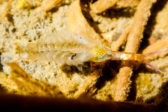 Small image of A close-up view of fairy shrimp floating above dead leaves in a shallow pool of water.