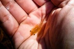 Small image of A cupped hand holds a fairy shrimp that is barely two fingers wide.