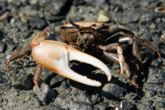 Small image of A male fiddler crab with one enlarged claw stands on dark mud.