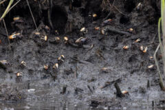 Small image of More than two dozen fiddler crabs crawl up and down a muddy stream bank.