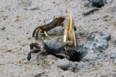 Small image of Two male fiddler crabs appear to be fighting over a burrow dug in the sand, their enlarged claws interlocked.