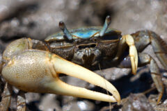 Small image of A male marsh fiddler crab with one enlarged claw and a blue spot on the top of its shell stands on dark mud.