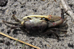 Small image of Seen from above, a male red-jointed fiddler crab with one enlarged claw stands on dark sand.
