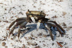 Small image of A female red-jointed fiddler crab stands on light-colored sand.