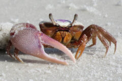 Small image of A male sand fiddler crab with a purplish shell and one enlarged claw stands on light-colored sand.
