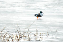 Small image of A male northern shoveler walks along a wet beach.