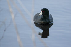 Small image of An American coot swims in a body of water, its red eye looking toward the camera.