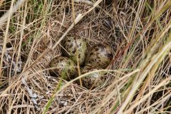 Small image of Four greenish eggs with black spots in a nest on the ground.