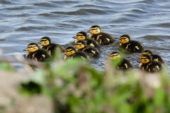 Small image of A group of brown and yellow ducklings swims in a body of water.