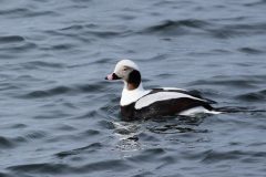 Small image of A male long-tailed duck swimming.