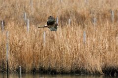 Small image of A female norther harrier flies over a body of water with a bank of grasses in the background and many wooden stakes visible on the shore and in the water.