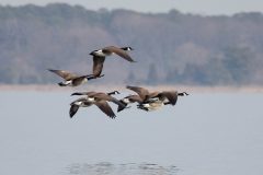 Small image of A group of eight Canada geese fly away from the camera and over a body of water in a V-shaped formation, their long black necks held straight out from their bodies and their white rumps clearly visible.