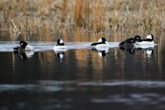 Small image of A group of six male and female buffleheads swim together in a tidal wetland, with tan reeds growing along the shoreline.