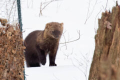 Small image of A fisher walks across a snow-covered field, its short black legs standing out against the white ground.