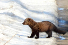 Small image of A fisher walks across a snow-covered road, its short black legs standing out against the white ground.