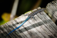 Small image of A juvenile five-lined skink on a wooden plank. Its body is black and its feet are gray.