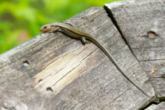 Small image of An adult five-lined skink with an olive body and paler stripes. Its eyes are dark.