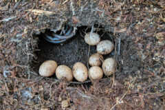 Small image of Eight tan eggs in a burrow below the dirt surface of the ground. Part of a coiled body of a skink is visible while the rest is obscured by the edge of the burrow.