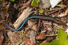 Small image of A juvenile five-lined skink on ground covered with leaf litter, chunks of bark and decaying wood. Its stripes are yellow and its tail is bright blue. Its body and feet are black.