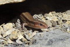 Small image of A closeup view of a five-lined skink's front, with gray front legs and body and rusty coloration behind its dark eyes. The back half of its body is hidden in the shadow of a rock it is emerging from under.