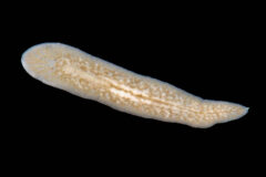 Small image of A close-up view of a yellowish-gray slender flatworm against a black background.